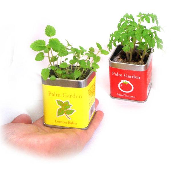パームガーデン マリーゴールド 栽培キット 栽培セット 室内 お花 プレゼント|feel-green|04