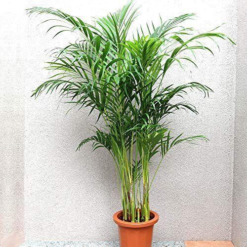 絶対一番安い アレカヤシ 観葉植物 大型 8号プラスチック鉢 132 01 鉢底からの高さ 約130cm 葉張り 約80cm 品種で選べる観葉植 Feel The Camera 通販 Yahoo ショッピング 珍しい Jeannesauve Org