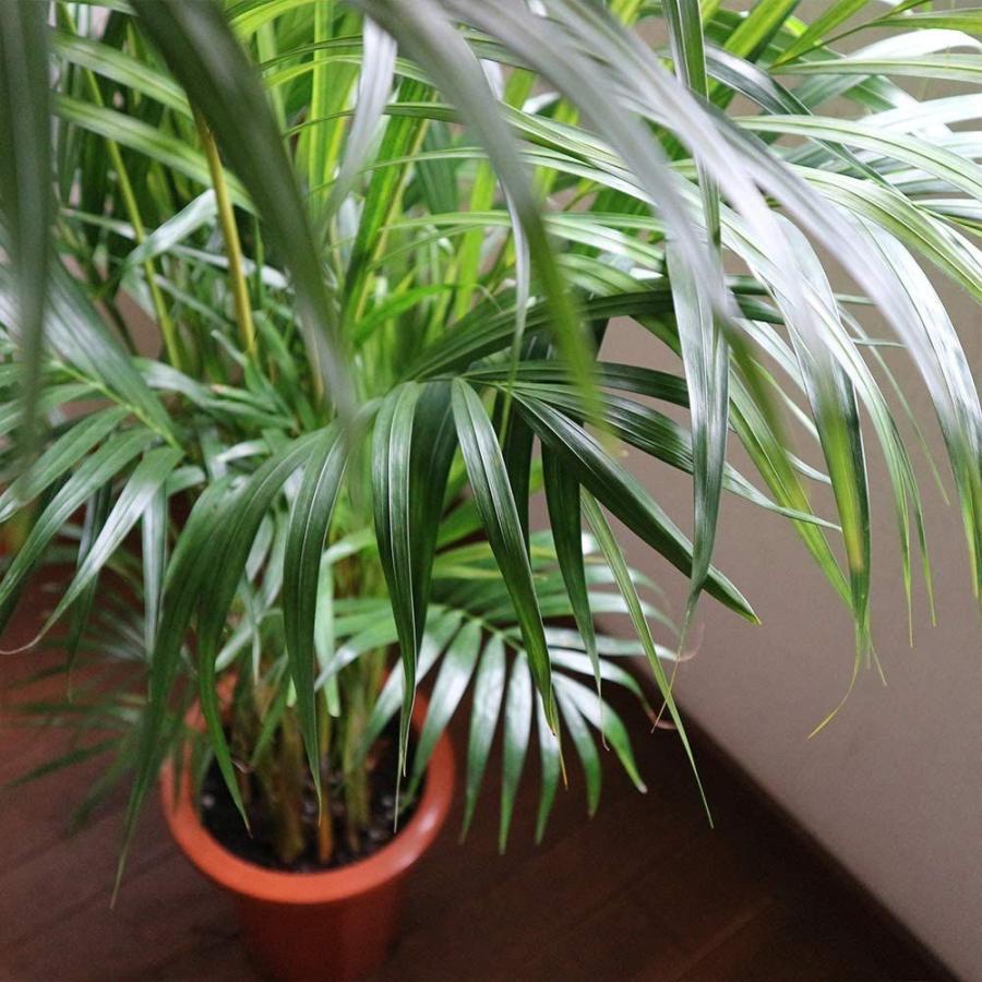 絶対一番安い アレカヤシ 観葉植物 大型 8号プラスチック鉢 132 01 鉢底からの高さ 約130cm 葉張り 約80cm 品種で選べる観葉植 Feel The Camera 通販 Yahoo ショッピング 珍しい Jeannesauve Org
