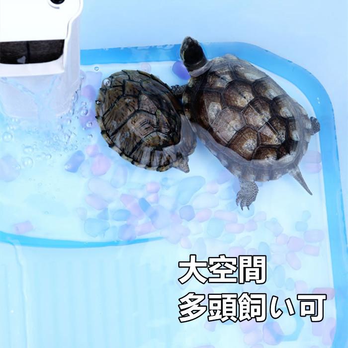 育てよカメ We welcomed a 4 month old baby turtle into our home! - YouTube