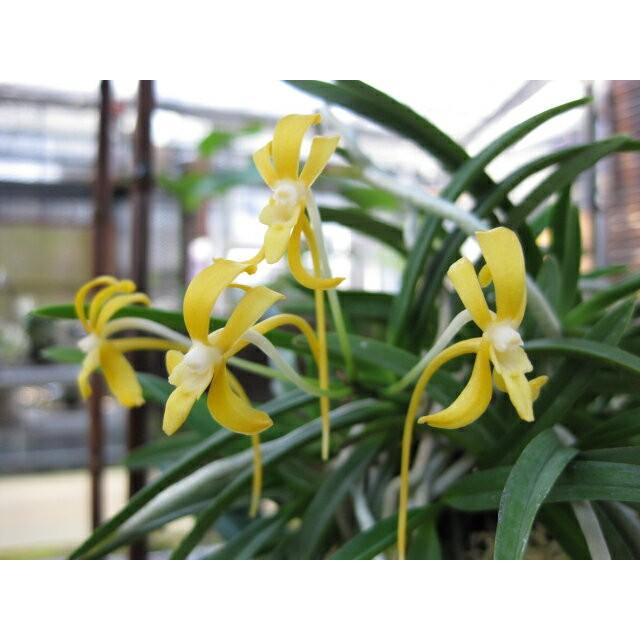 富貴蘭 フウラン 花物 黄鳳 : フェニックスガーデン - 通販 - Yahoo