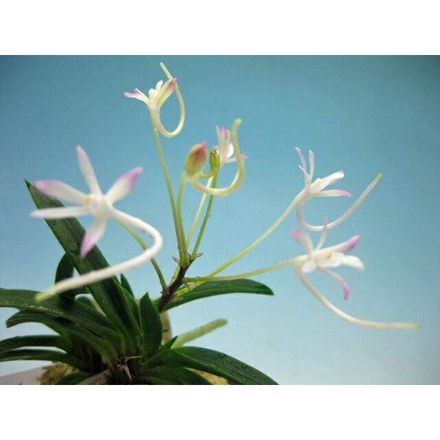 富貴蘭　フウラン　赤ショウビン 富貴蘭 フウラン 赤ショウビン