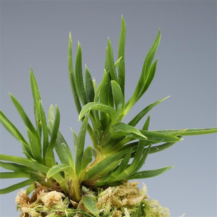 富貴蘭　龍宮城(子) 宝石のような観葉植物のお店 【Jewelry Plant】 富貴蘭 龍舌照 3