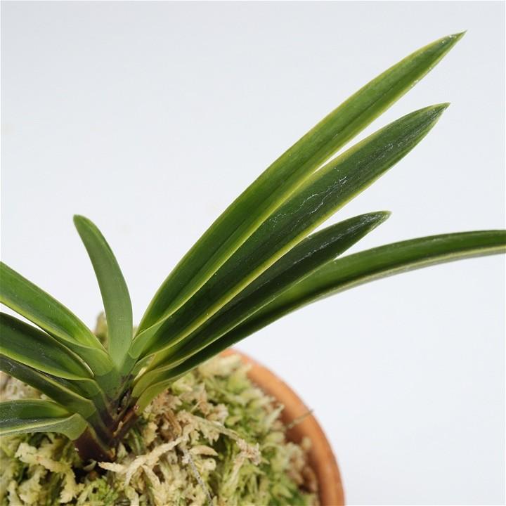 富貴蘭 フウキラン 羅紗覆輪 風蘭 フウラン : フェニックスガーデン