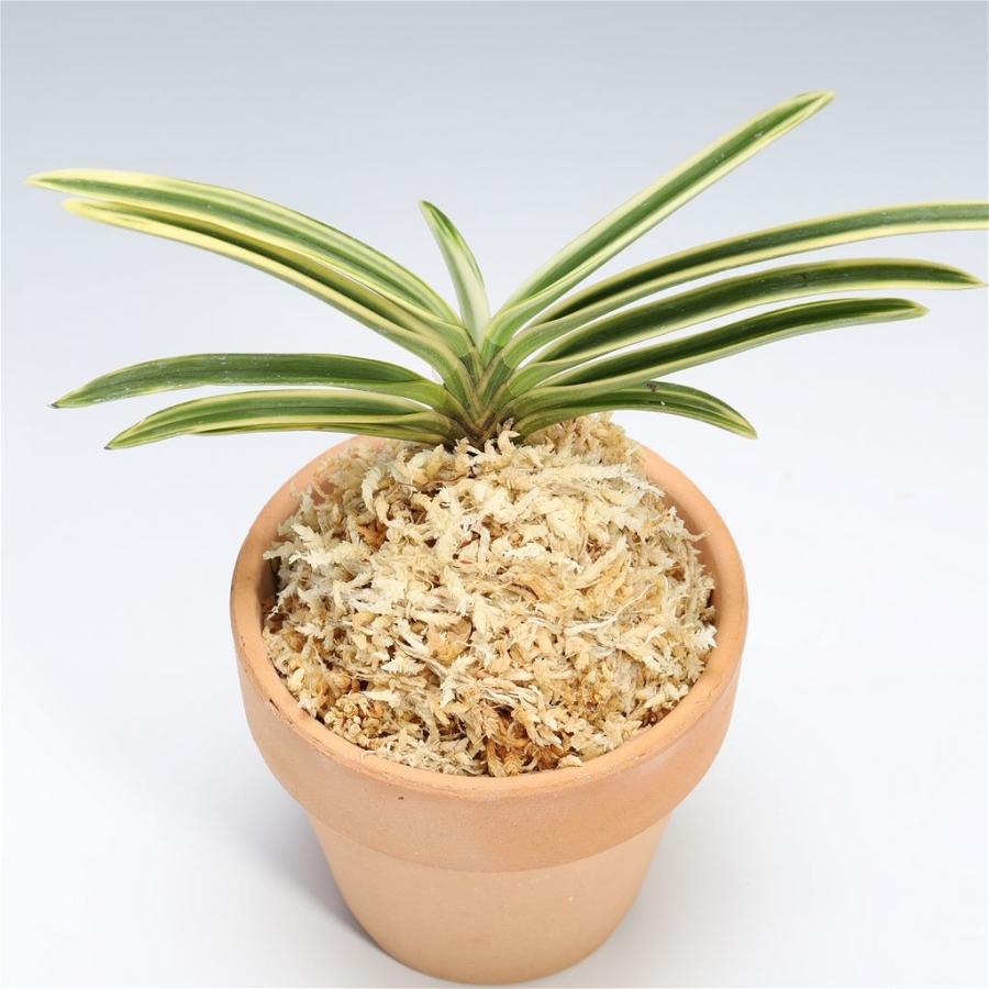 富貴蘭 フウキラン 西出都 風蘭 フウラン : フェニックス