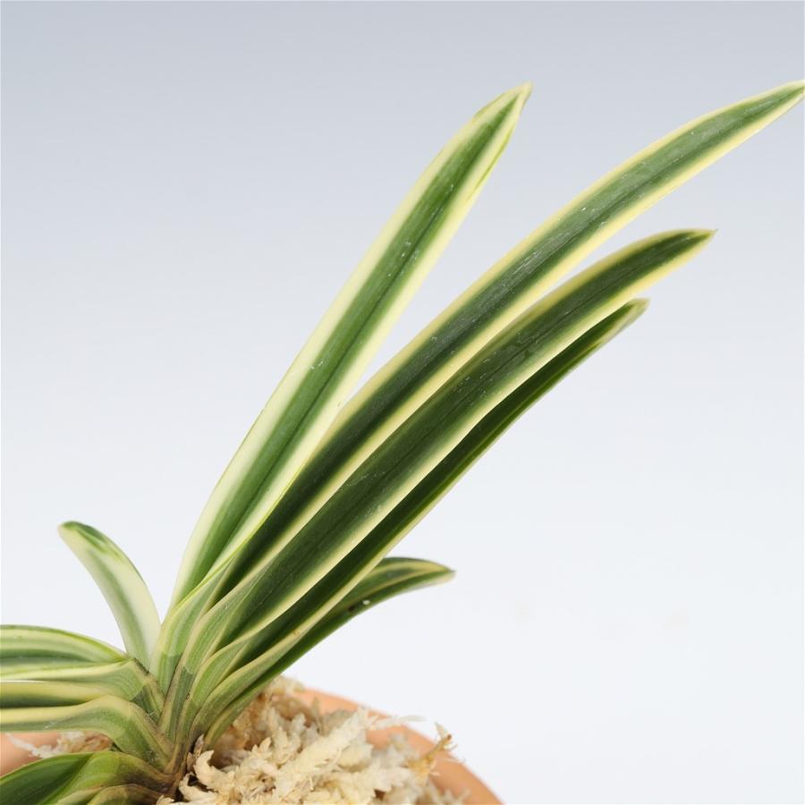 富貴蘭 フウキラン 西出都 風蘭 フウラン : フェニックスガーデン