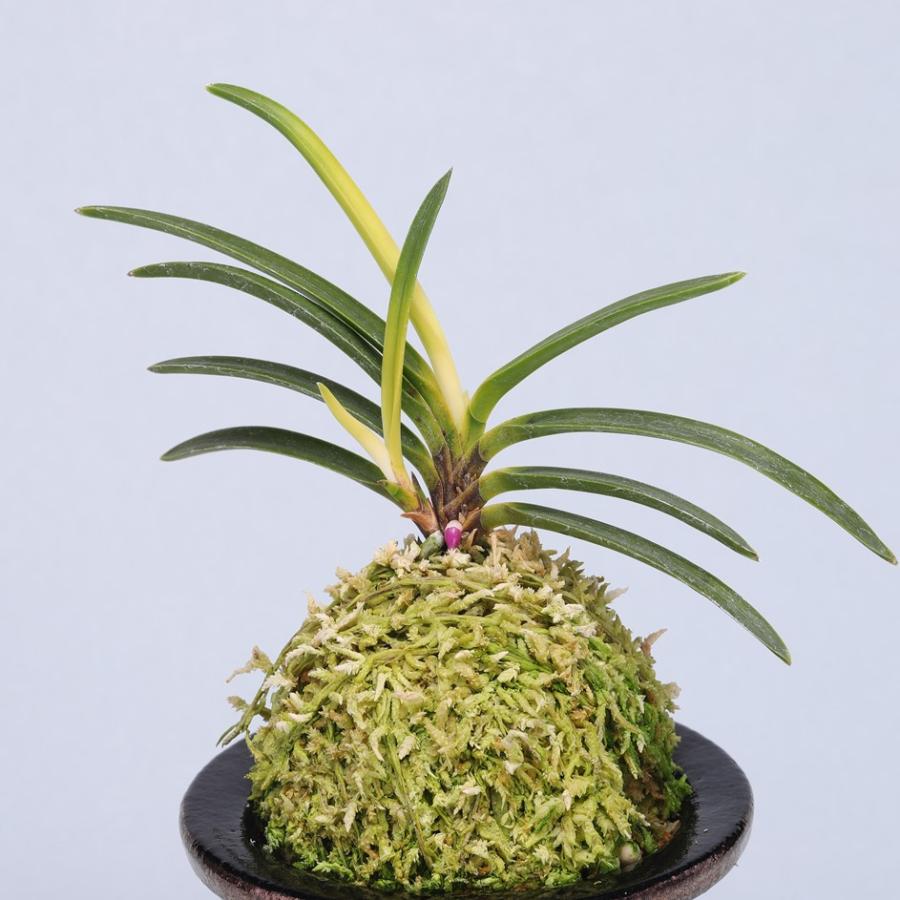 富貴蘭 四国徳島県産山採り品種【阿波牡丹】春蘭 斑入り山野草