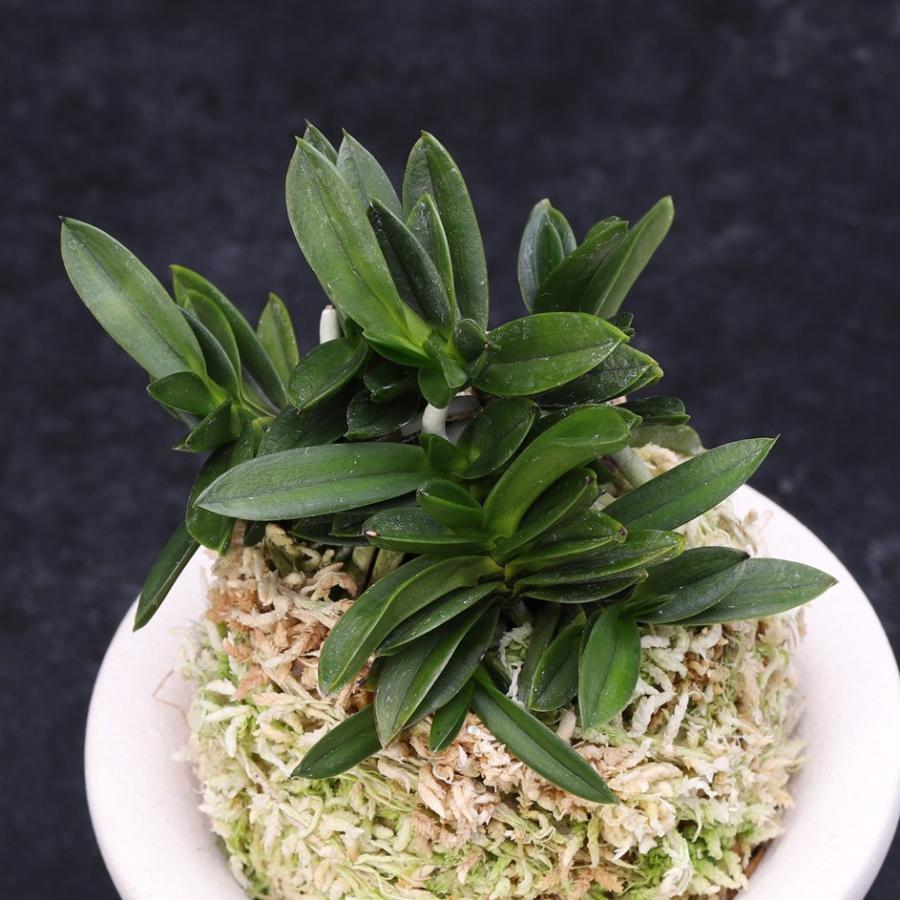 富貴蘭 小判宝 : フェニックスガーデン - 通販 - Yahoo!ショッピング