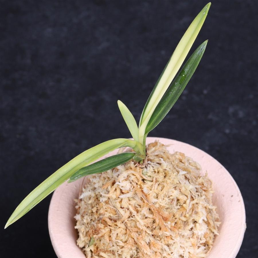 富貴蘭 建国宝 【送料無料】 : フェニックスガーデン - 通販 - Yahoo