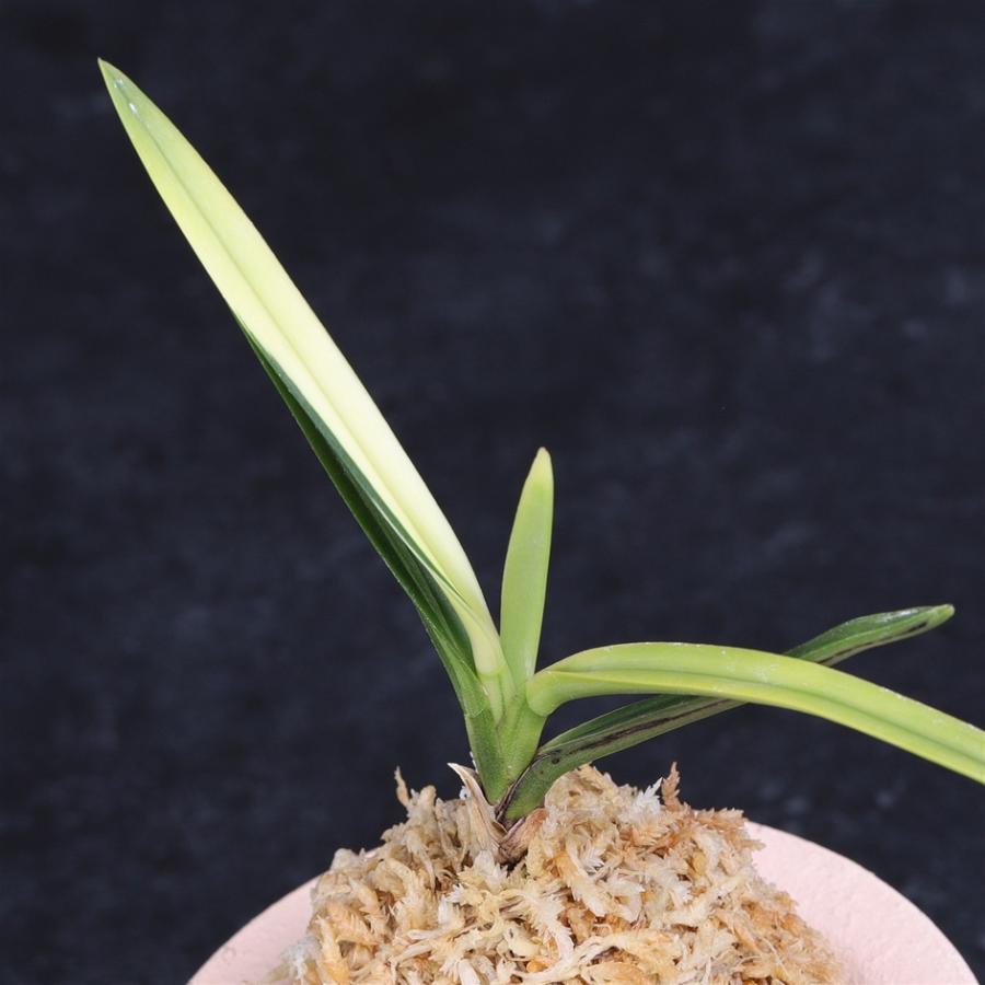 富貴蘭 建国宝 【送料無料】 : フェニックスガーデン - 通販 - Yahoo