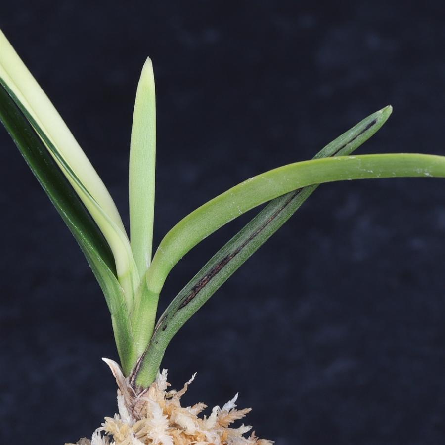 富貴蘭 建国宝 【送料無料】 : フェニックスガーデン - 通販 - Yahoo