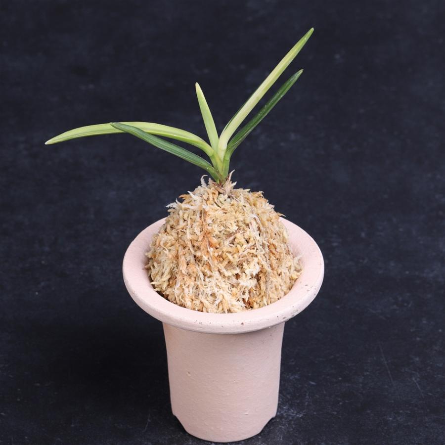 富貴蘭 建国宝 【送料無料】 : フェニックスガーデン - 通販 - Yahoo