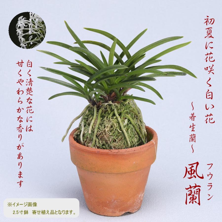 お値下げ中！！ 元気な風蘭　大苗　白い花 風蘭 風らん フウラン 白く可憐な花 独特の甘い香りも魅力