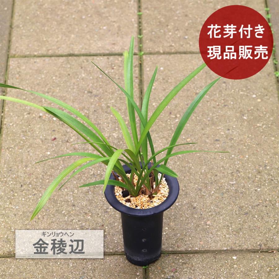 金稜辺 キンリョウヘン 花芽2コ付き : フェニックスガーデン - 通販