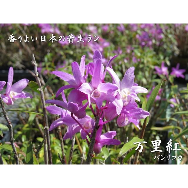 石斛 セッコク 長生蘭 万里紅 28 : フェニックスガーデン - 通販