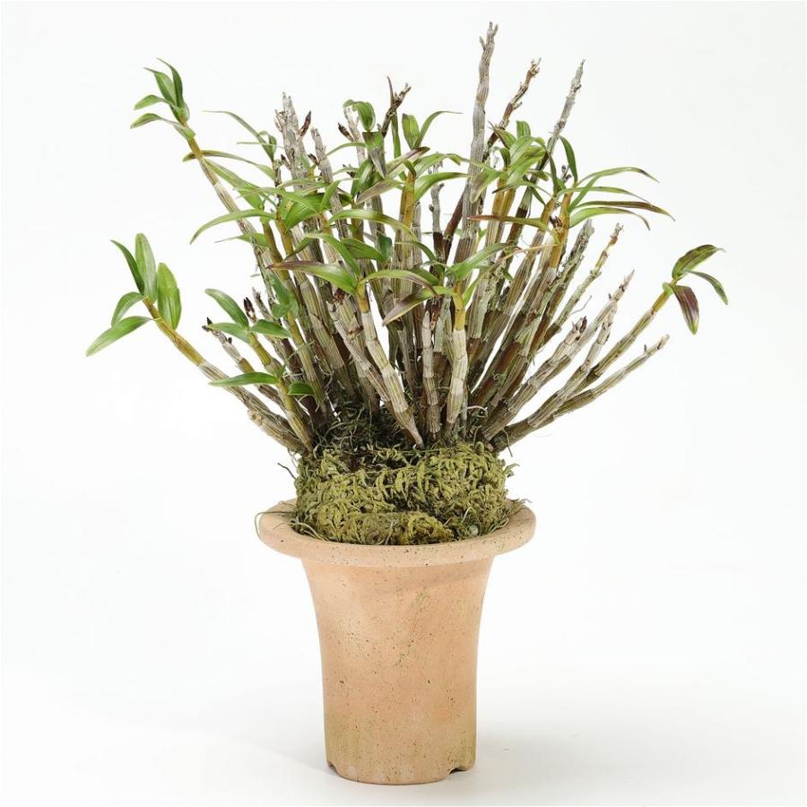 只今 花芽付き セッコク 石斛 雷山覆輪 株立 現品販売 E 0331 3 Sapphirehumansolutions Com