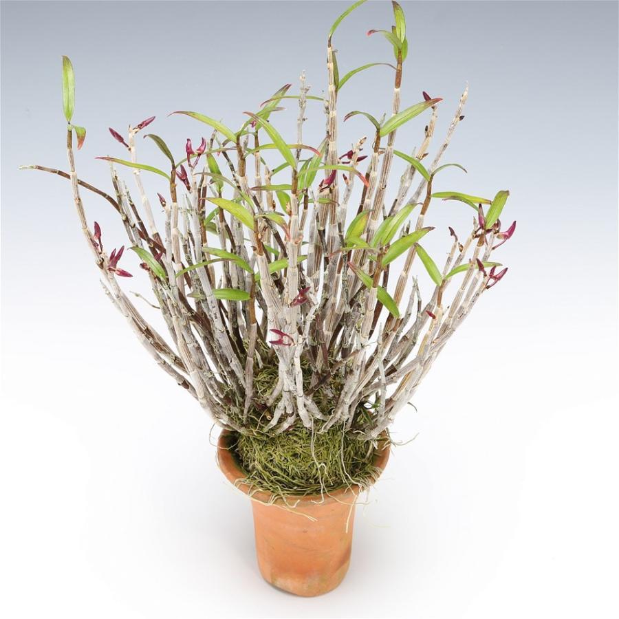 只今 多数花芽付き セッコク 石斛 万里紅 株立 現品販売 E 0414 3 Www Marango Com Co