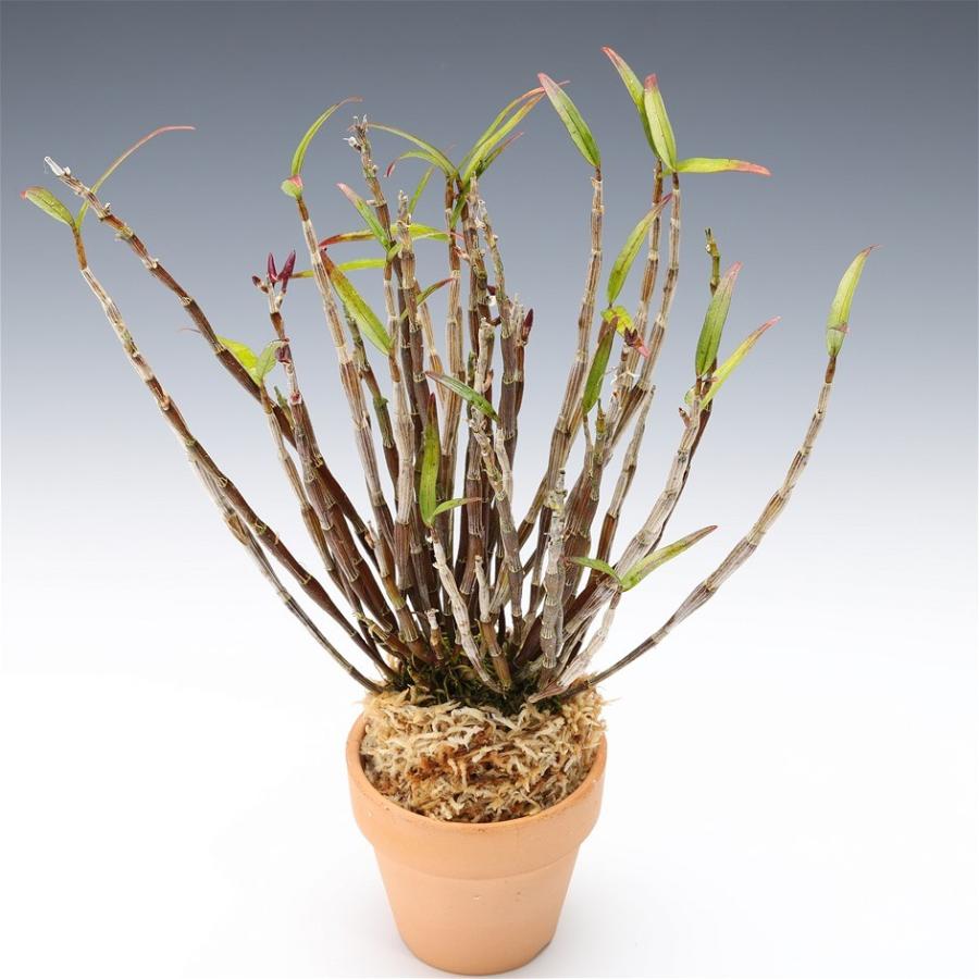 只今 花芽付き セッコク 石斛 万里紅 株立 現品販売 E 04 3 Kisumupoly Ac Ke