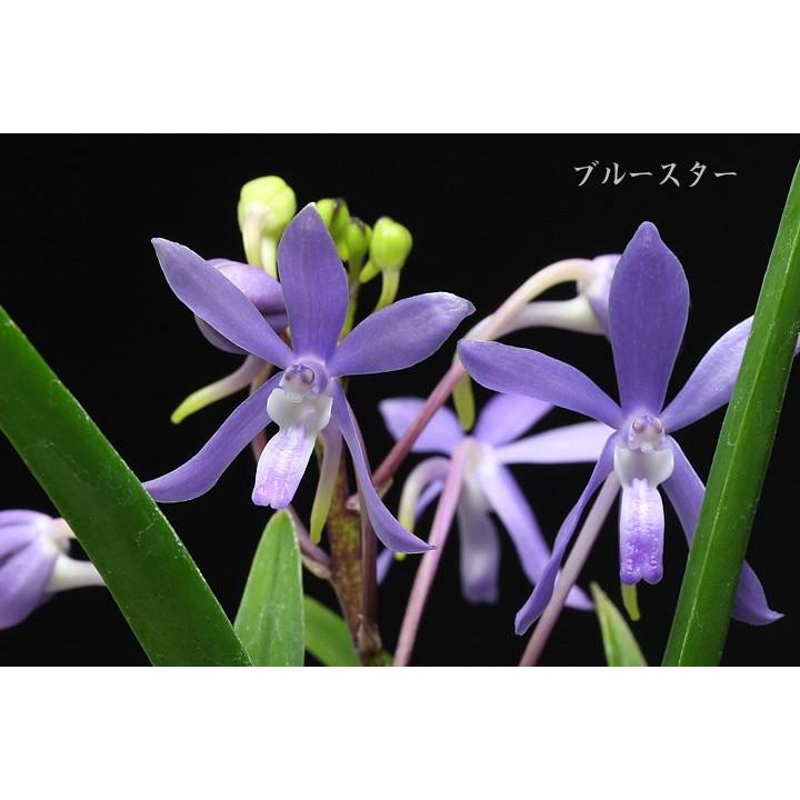 ブルースター フウラン 風蘭 交配種 J13 12 8 フェニックスガーデン 通販 Yahoo ショッピング