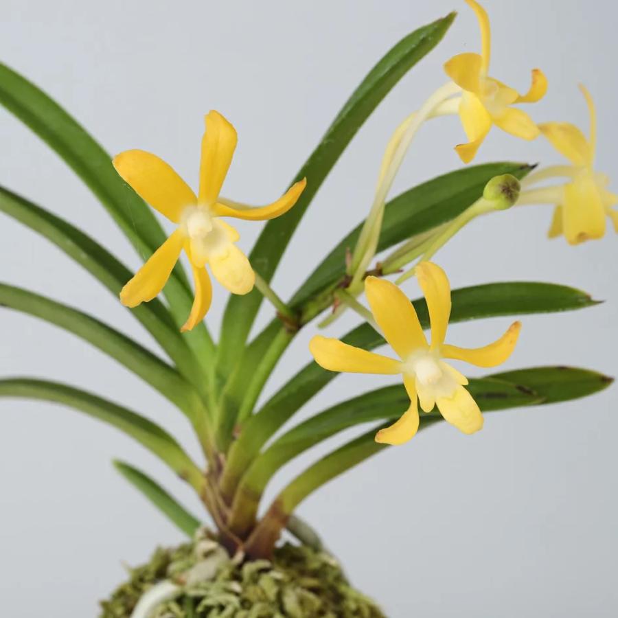 特価 交配種 イエロードラゴン 黄龍 蘭 ラン 風蘭 フウラン 洋蘭 送料0円