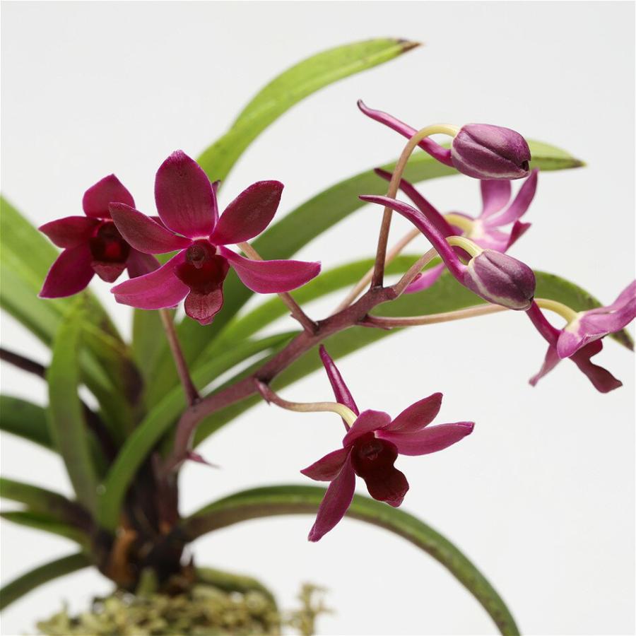 紅くれない 風蘭 交配種 風蘭 赤花 Rhy ギガンテア交配 J 0327 1 J 0327 1 フェニックスガーデン 通販 Yahoo ショッピング