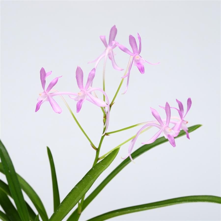 新色追加して再販 紅雀 ブルームーン 風蘭 交配種 お買得