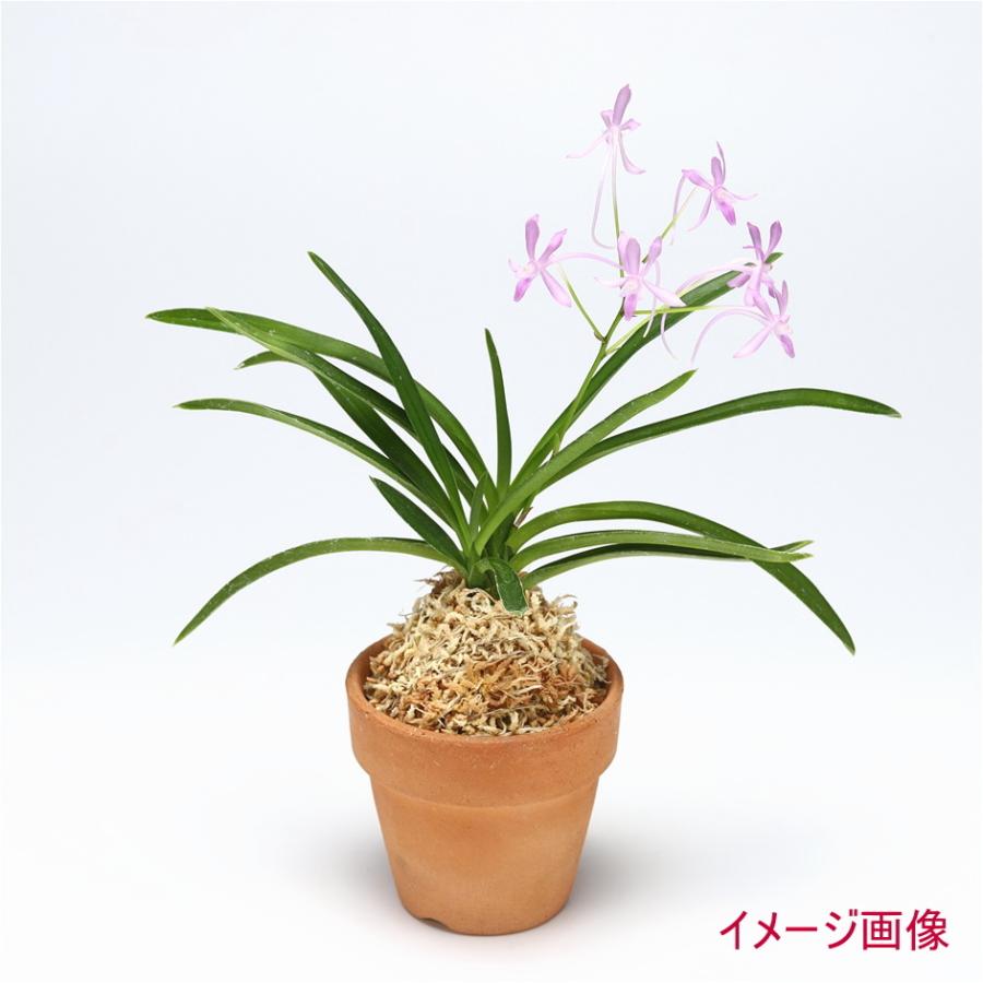 紅雀 ブルームーン 風蘭 毎日続々入荷 交配種
