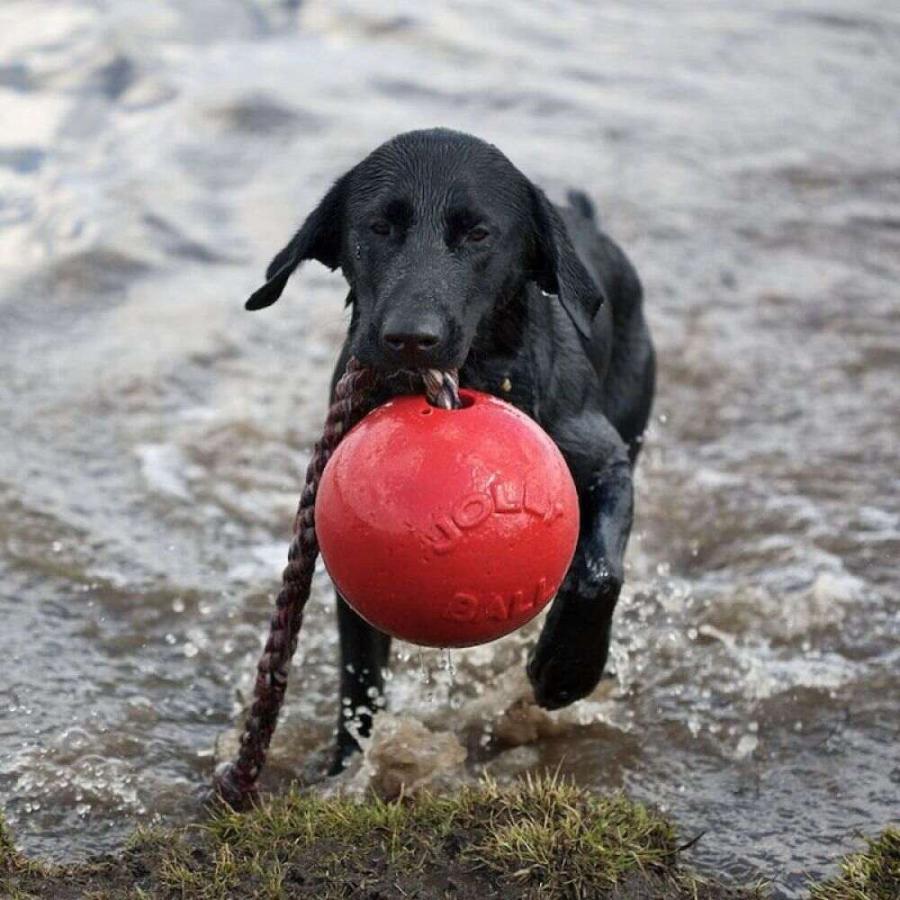 Jolly Pets ジョリーペット ペットグッズ 犬用品 おもちゃ Romp N Roll Ball Dg Ff8bd962 フェルマート Fermart ホビー 通販 Yahoo ショッピング