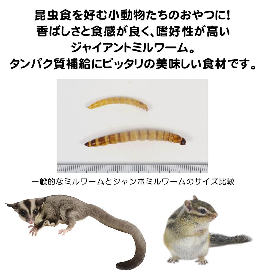 三晃商会 小動物 おやつ 三晃商会 バグズスタイル ジャイアント