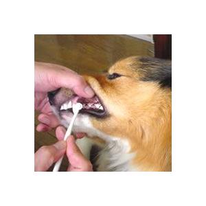 フェレット 歯みがき犬口ケア ティースブラシ 犬用ミニ歯ブラシ フェレット お手入れ用品 ケア用品 ゆうパケットok Muca フェレットワールドヤフーショップ 通販 Yahoo ショッピング