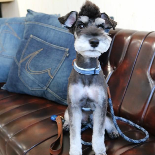 デニムドッグリード2　ひも　丸編みデニムリード　散歩紐　四つ編み　犬　愛犬　ペット　ペット用品　散歩　ジーンズ素材　USED　 |  | 05