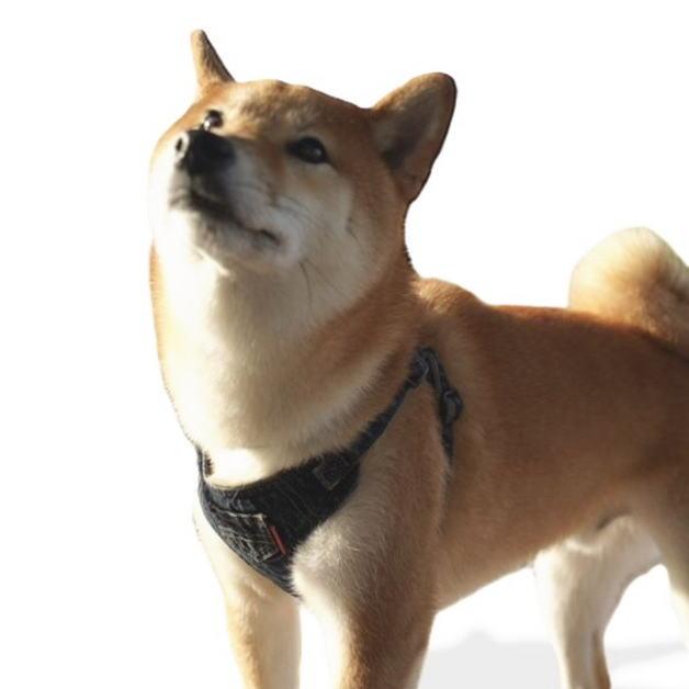 デニムドッグハーネス　ポケット付きハーネス　デニムハーネス　犬用ハーネス　首輪　デニムカラー　オーバーオール風　デニム地　ワンタッチバックル　調整 |  | 08