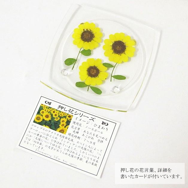 押し花コースター アクリルコースター 花 テーブルウェア フラワー