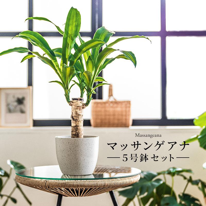 MINT マッサン 観葉 植物 本物 観葉植物 5号 高さ約45〜55cm ドラセナ