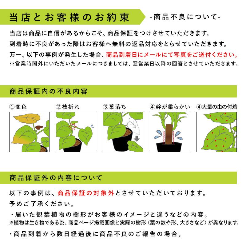 MINT マッサン 観葉 植物 本物 観葉植物 5号 高さ約45〜55cm ドラセナ