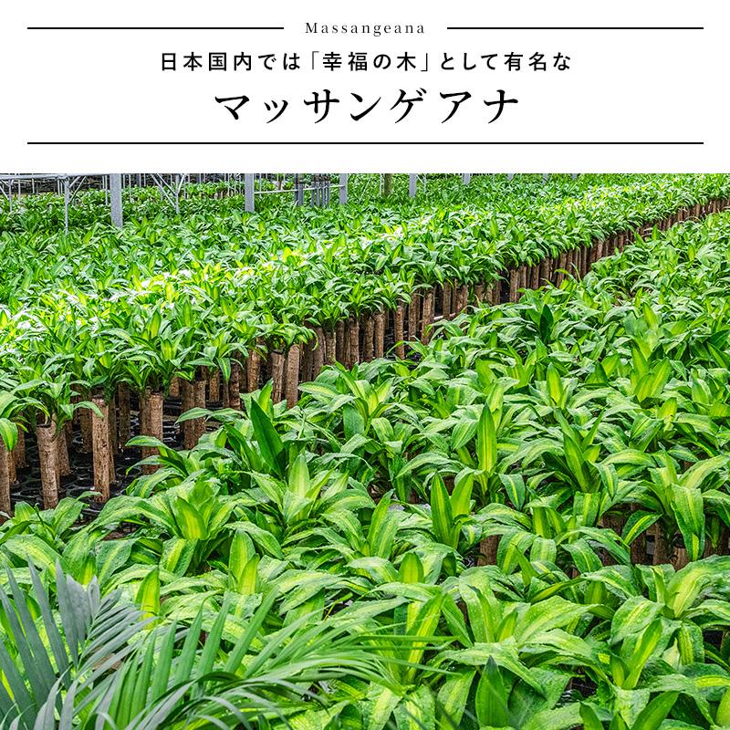 MINT マッサン 観葉 植物 本物 観葉植物 5号 高さ約45〜55cm ドラセナ