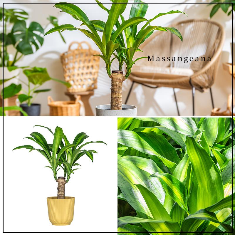 MINT マッサン 観葉 植物 本物 観葉植物 5号 高さ約45〜55cm ドラセナ