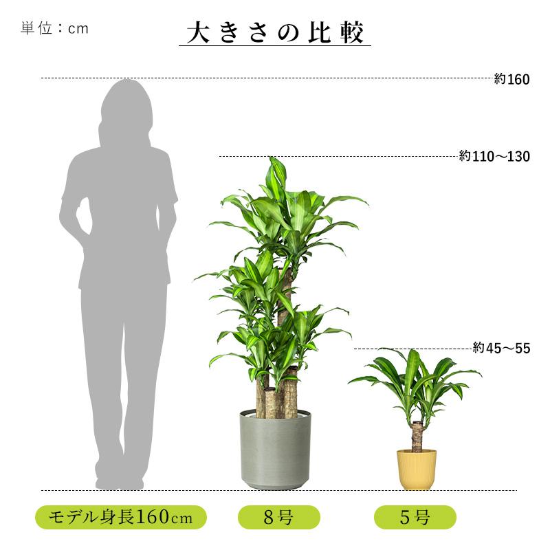 MINT マッサン 観葉 植物 本物 観葉植物 8号 高さ約110〜130cm