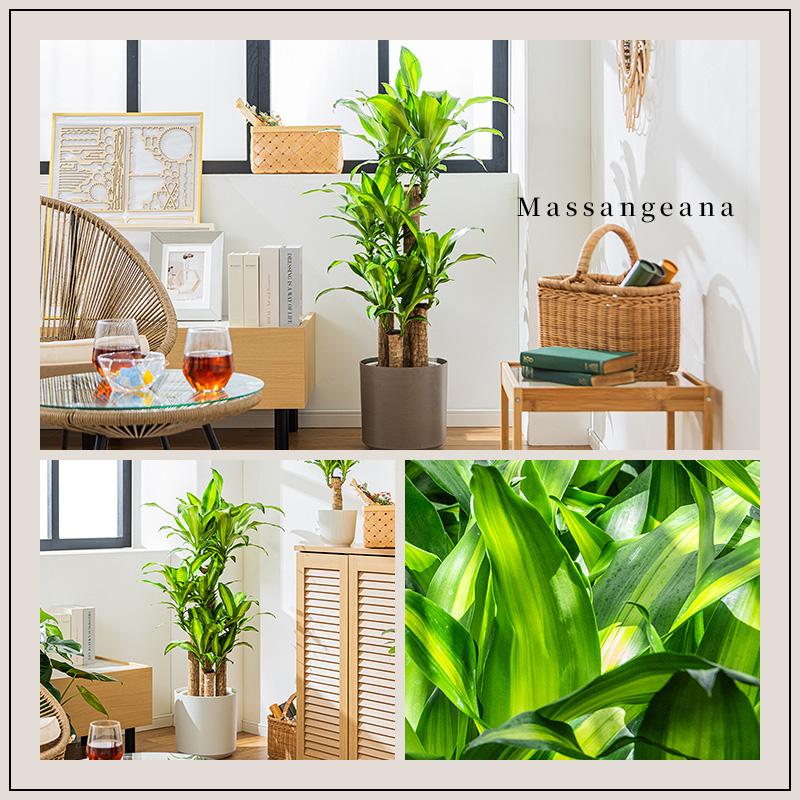 MINT マッサン 観葉 植物 本物 観葉植物 8号 高さ約110〜130cm