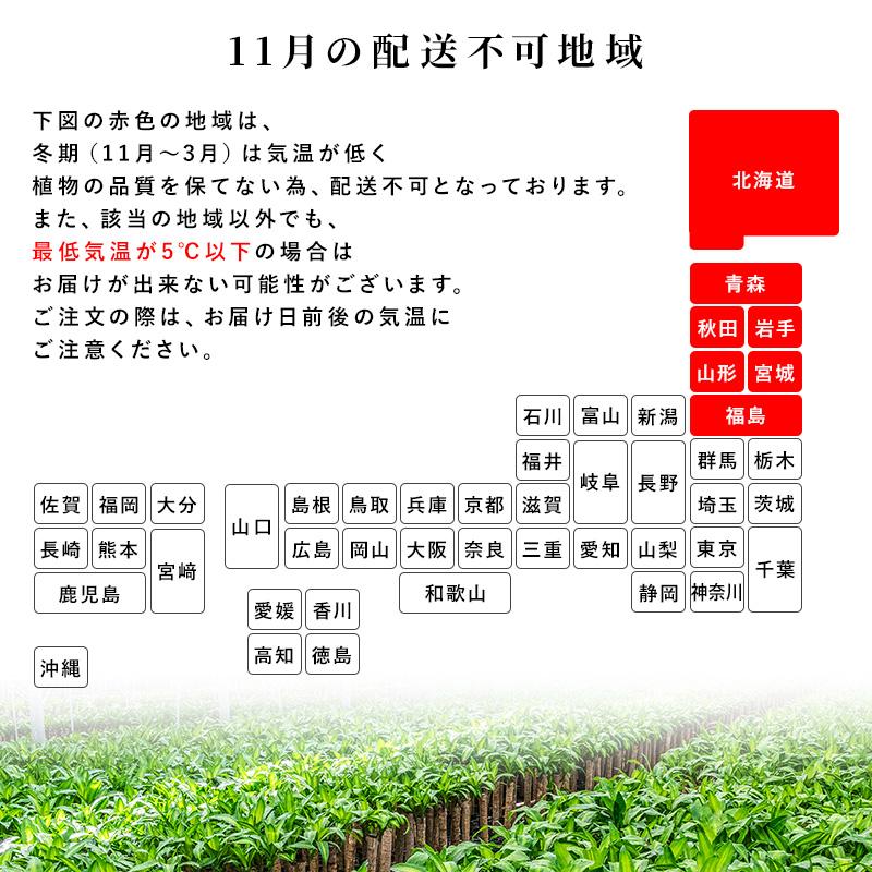 MINT モンステラ 観葉植物 5号 高さ約40〜55cm 鉢カバー付き 鉢 植物
