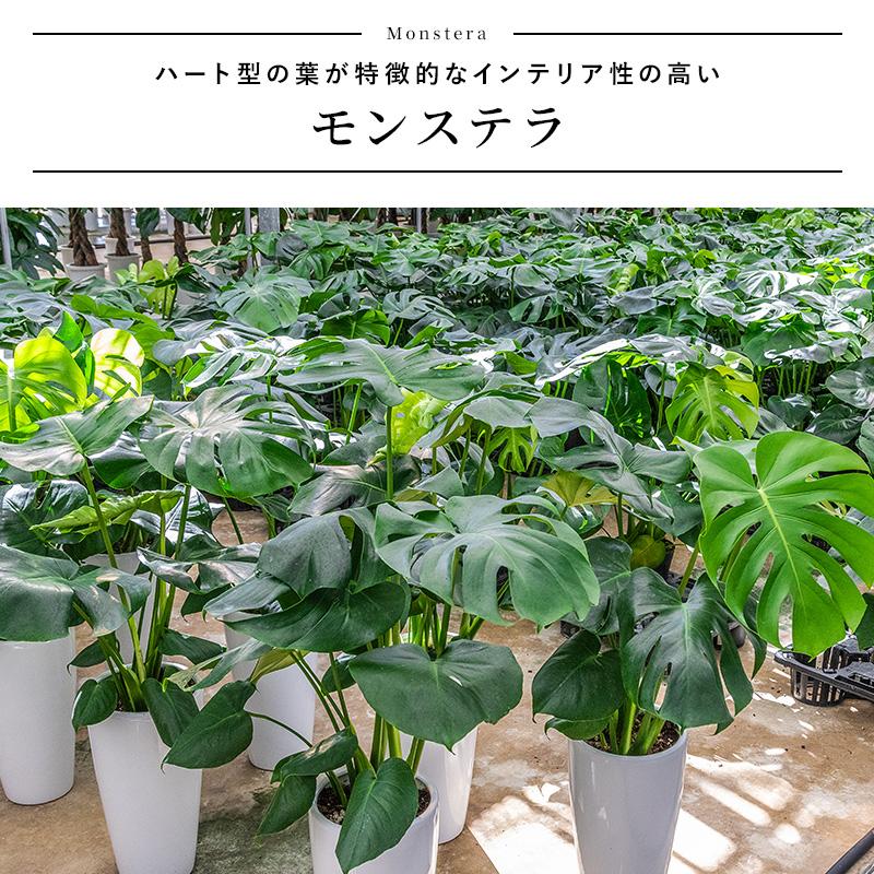MINT モンステラ 観葉植物 5号 高さ約40〜55cm 鉢カバー付き 鉢 植物