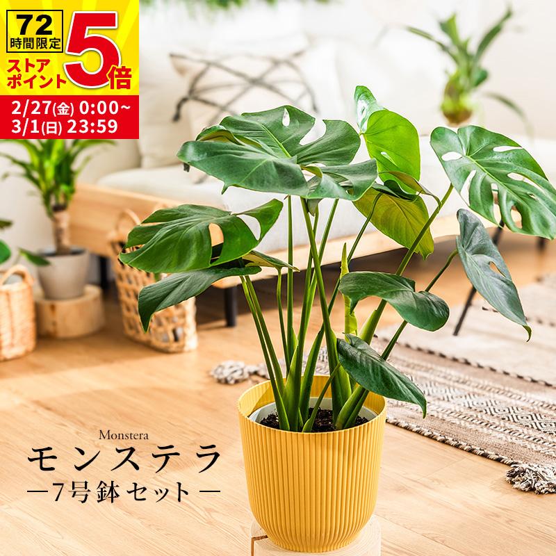 MINT モンステラ インテリア 観葉植物 7号 高さ約55〜75cm 鉢カバー