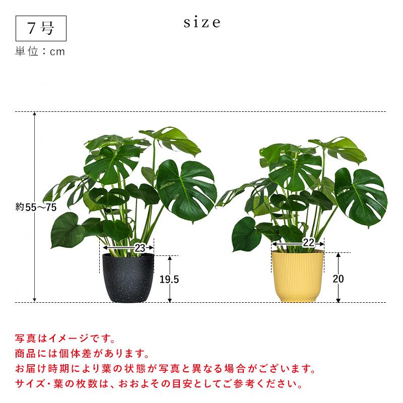 MINT モンステラ インテリア 観葉植物 7号 高さ約55〜75cm 鉢カバー