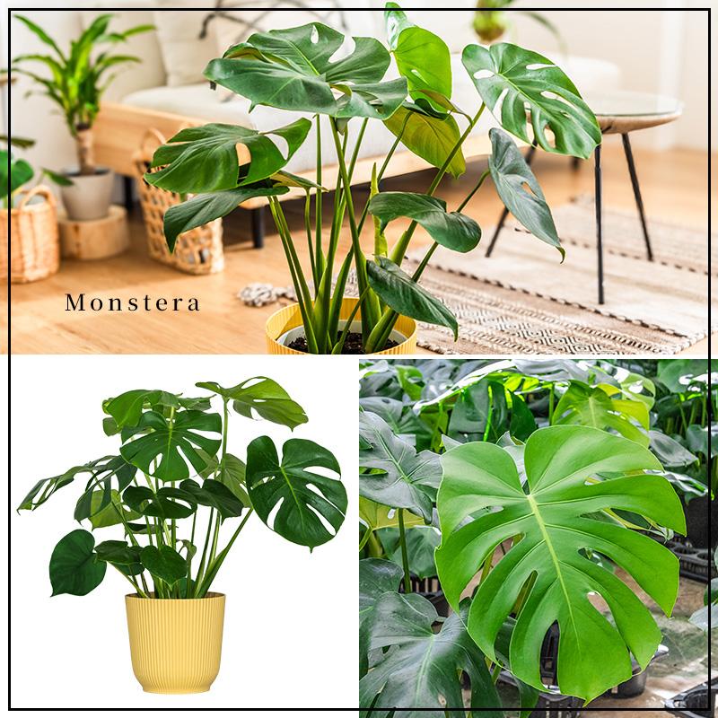 MINT モンステラ インテリア 観葉植物 7号 高さ約55〜75cm 鉢カバー