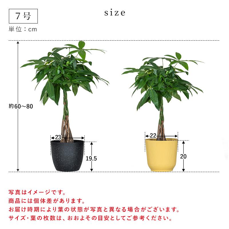 MINT パキラ インテリア 観葉植物 7号 高さ約55〜75cm 鉢カバー付き