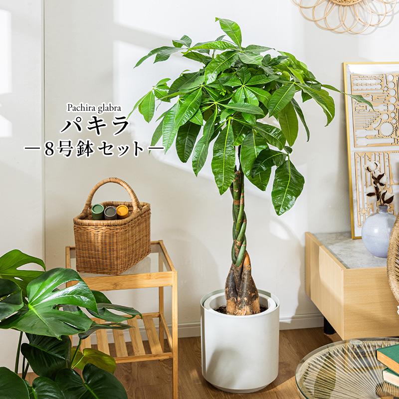 MINT パキラ 観葉植物 8号 鉢カバー付き 高さ約100〜120cm 鉢 植物