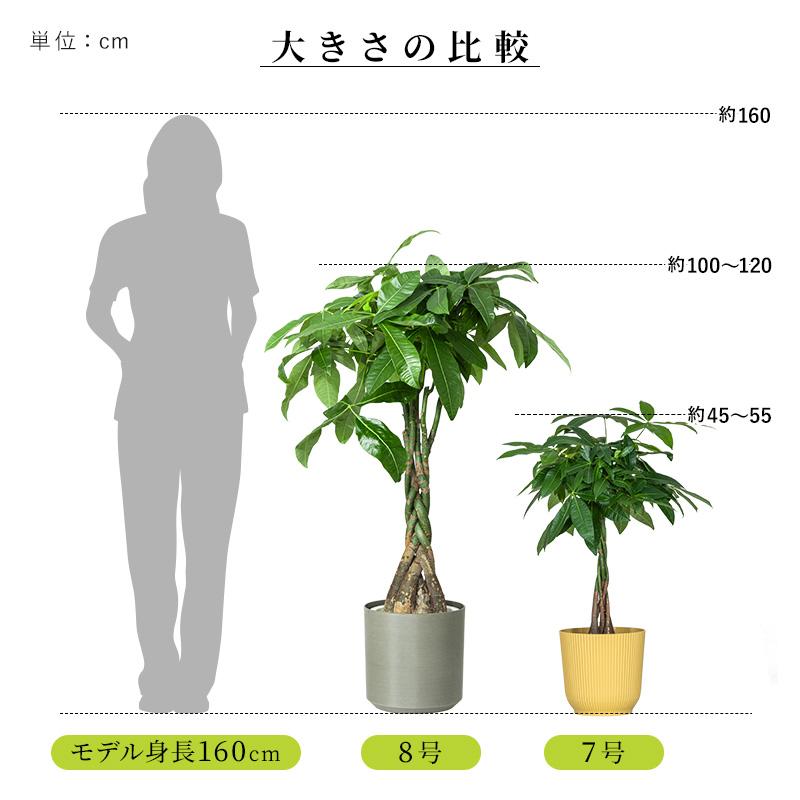 MINT パキラ 観葉植物 8号 鉢カバー付き 高さ約100〜120cm 鉢 植物