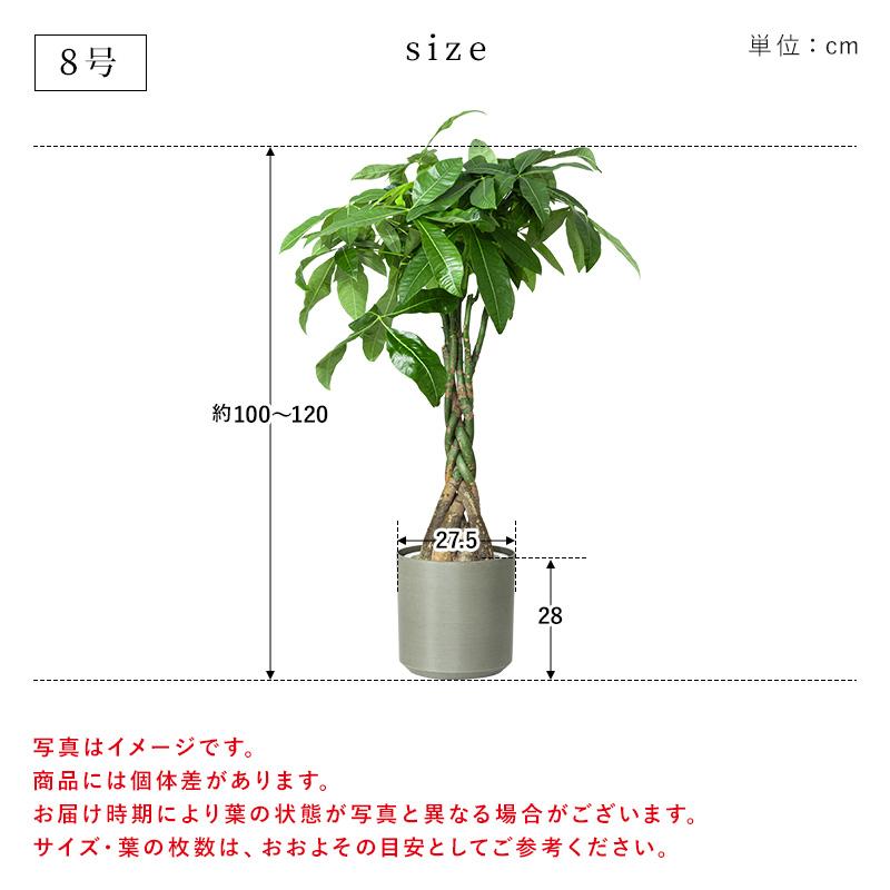 MINT パキラ 観葉植物 8号 鉢カバー付き 高さ約100〜120cm 鉢 植物