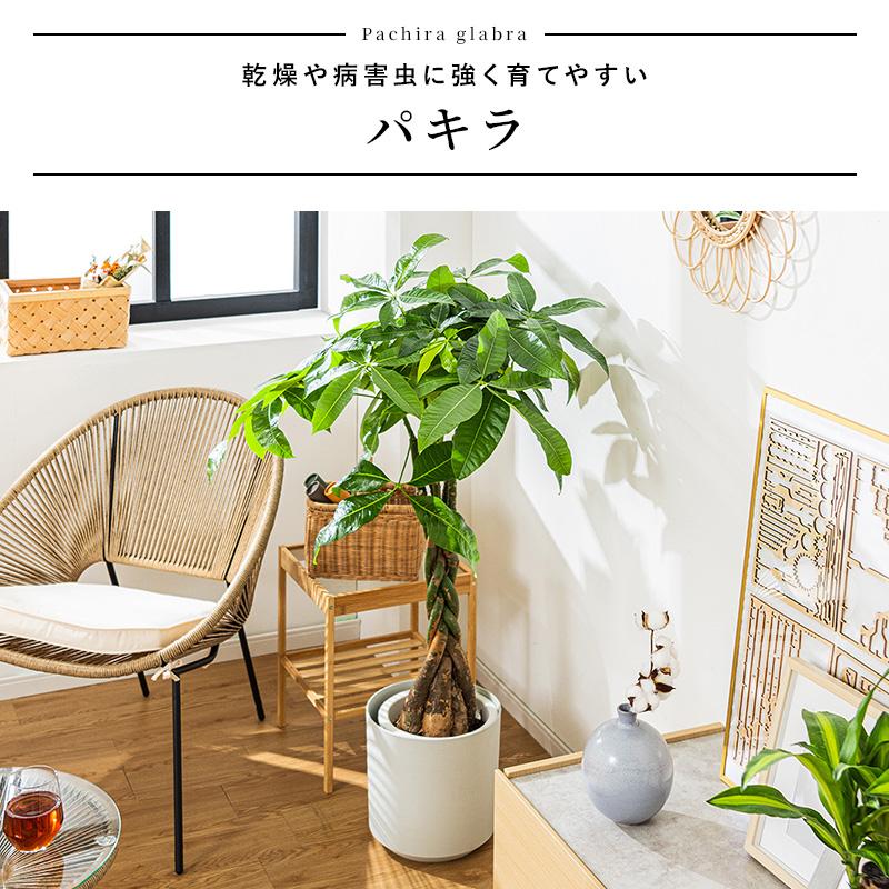 MINT パキラ 観葉植物 8号 鉢カバー付き 高さ約100〜120cm 鉢 植物