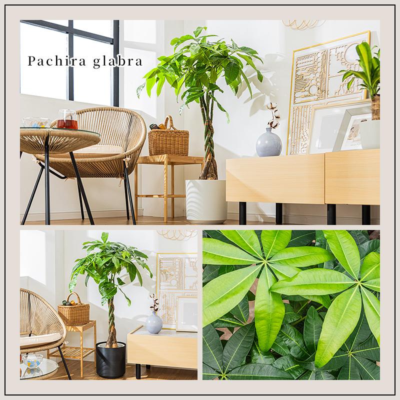 MINT パキラ 観葉植物 8号 鉢カバー付き 高さ約100〜120cm 鉢 植物